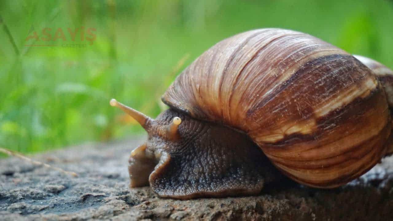 Salyangozlar Nasıl Canlılardır