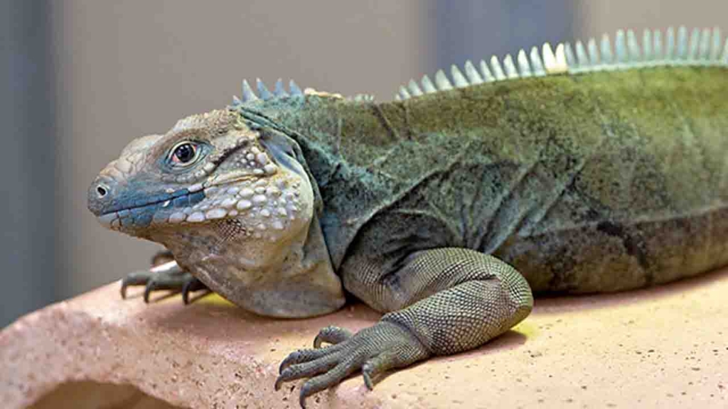 İguana Cinsi Sürüngenler İçin Uygun Bir Ev Ortamı Nasıl Olmalıdır