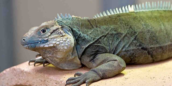 İguana Cinsi Sürüngenler İçin Uygun Bir Ev Ortamı Nasıl Olmalıdır