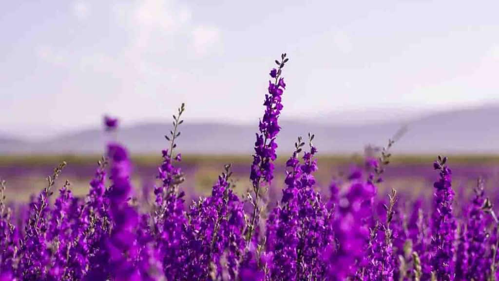 İnsanlar İçin Yararlı Olan Lavender Bitkisi, Panik Ataklarını Önler Mi