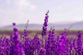 İnsanlar İçin Yararlı Olan Lavender Bitkisi, Panik Ataklarını Önler Mi