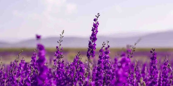 İnsanlar İçin Yararlı Olan Lavender Bitkisi, Panik Ataklarını Önler Mi