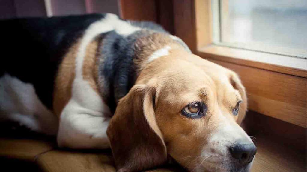 Köpeğinizin Stres Altında Olduğunu Gösteren 7 İşaret ve Stresi Azaltma Yöntemleri